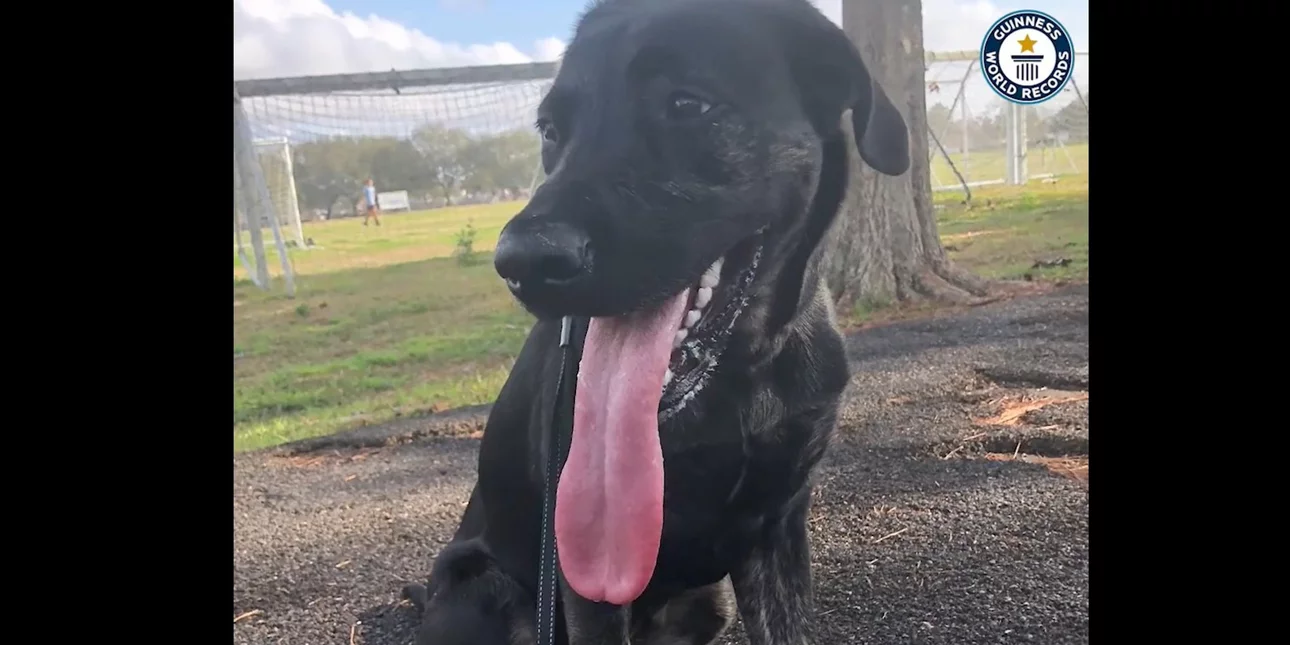 Αυτός είναι ο σκύλος με τη μακρύτερη γλώσσα στον κόσμο – Κατέκτησε το ρεκόρ Guinness
