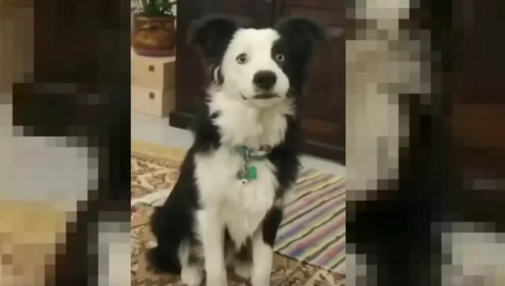 Μύκονος: Ο σκύλος «φαινόμενο» που έχει γίνει viral – Φέρνει μέχρι και το πακέτο με τα τσιγάρα