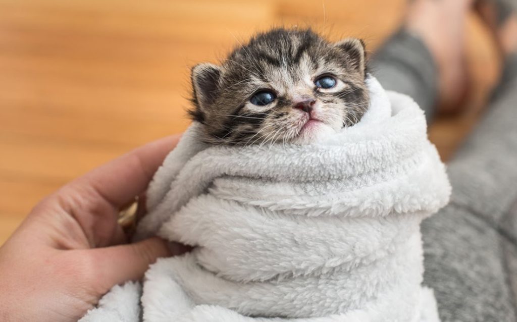 Νέα κτηνωδία στην Ιτέα: Πέταξαν στα σκουπίδια το γατί τους γιατί είχε πρόβλημα στα πίσω άκρα