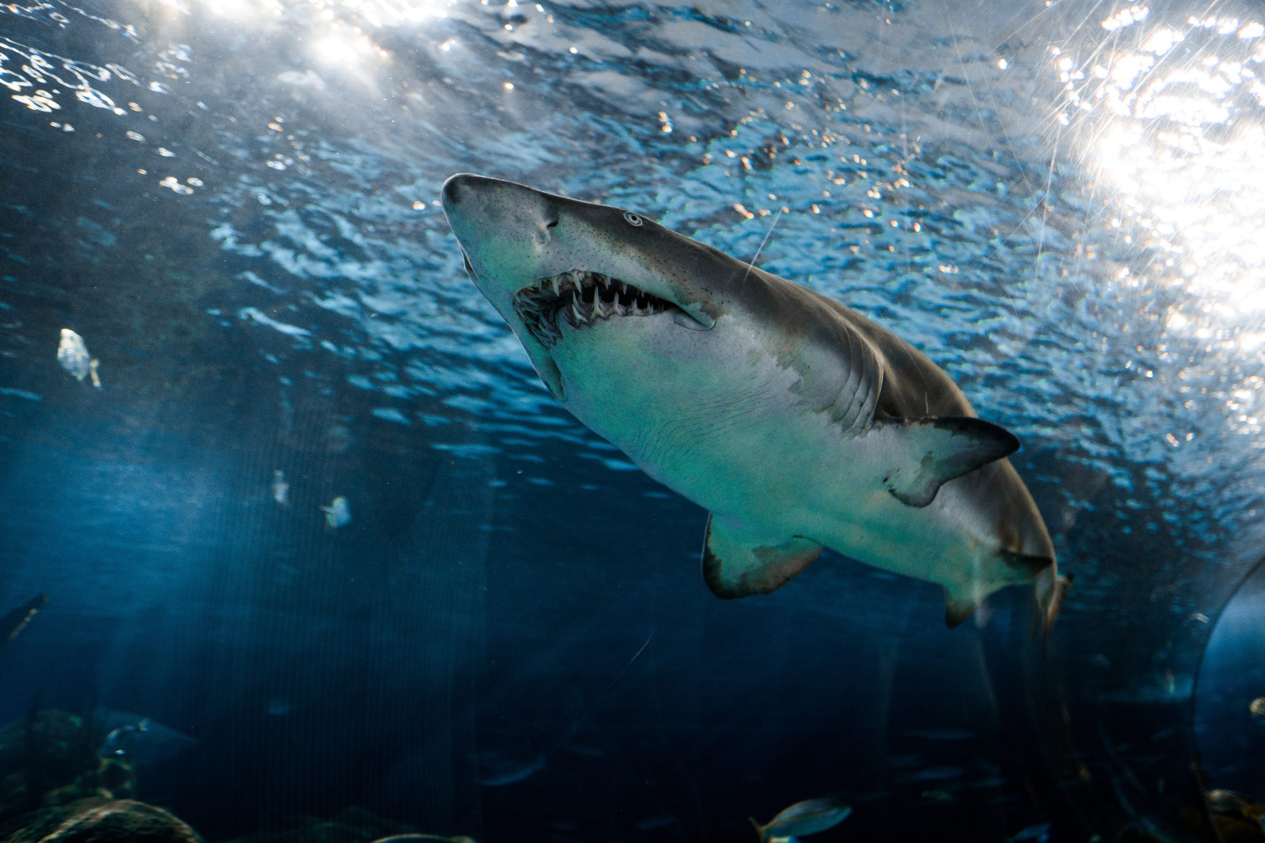 Η τρομακτική στιγμή που καρχαρίας επιτίθεται σε δύτη πισώπλατα (βίντεο)