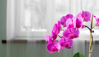 Πρέπει να τα έχεις στο σπίτι σου: Αυτά είναι τα λουλούδια που φέρνουν θετική ενέργεια