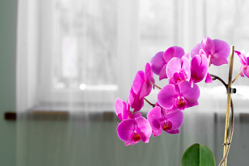 Πρέπει να τα έχεις στο σπίτι σου: Αυτά είναι τα λουλούδια που φέρνουν θετική ενέργεια