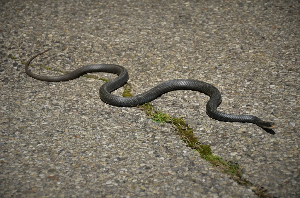 Τρία φίδια «τριγυρνούσαν» σε δρόμους της Πάτρας