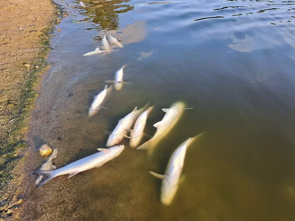Κρήτη: Γέμισε νεκρά ψάρια το φράγμα Αποσελέμη στο Ηράκλειο (φωτο)