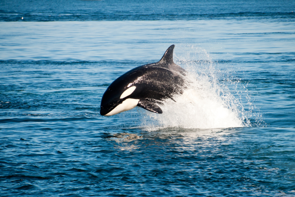 Νέα επίθεση όρκας σε σκάφος: Η στιγμή που φάλαινα «δολοφόνος» επιτίθεται και κόβει το πηδάλιο με τα δόντια της (βίντεο)