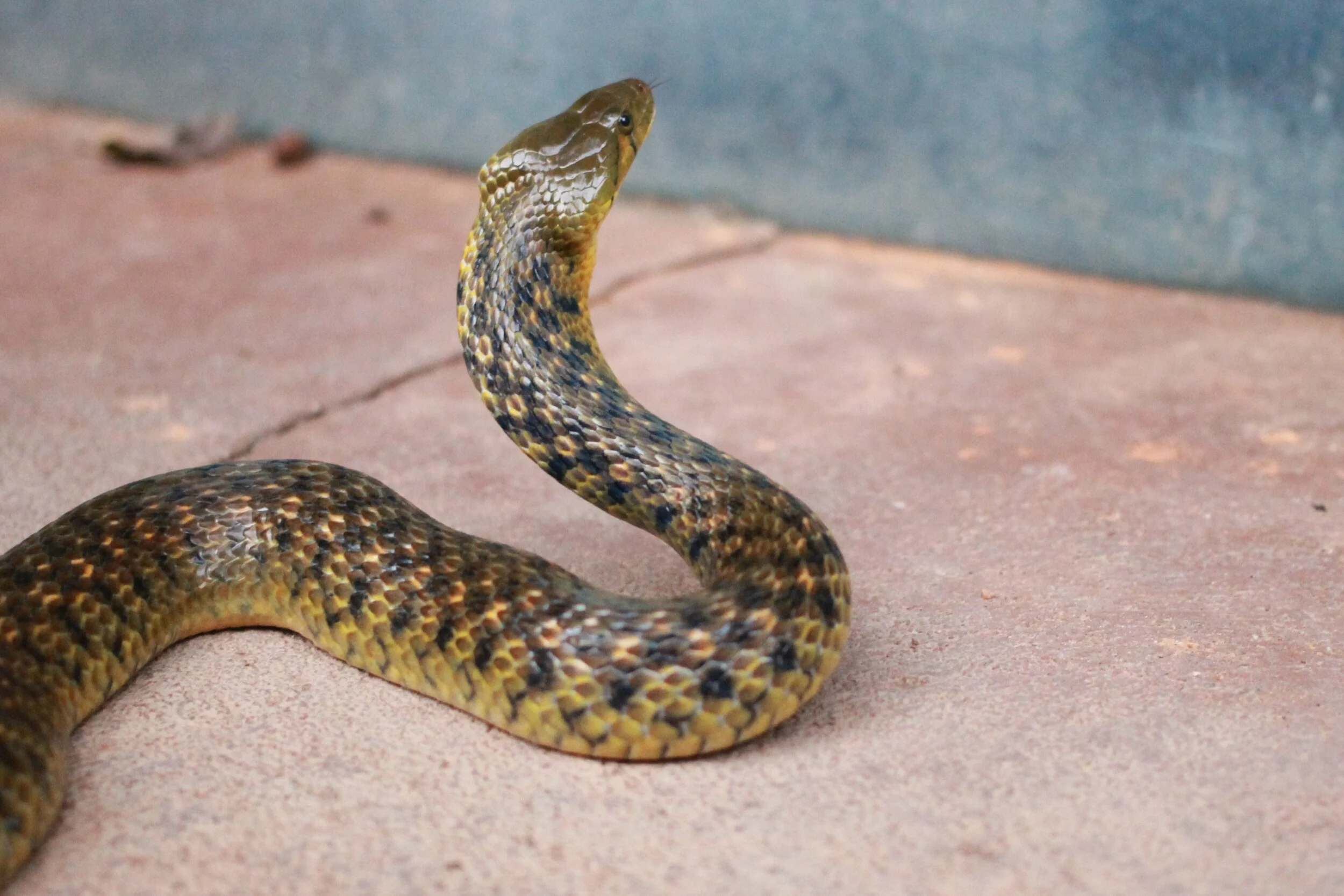 Αγρίνιο: Οχιά δάγκωσε ηλικιωμένο άνδρα – Μεταφέρθηκε στην Πάτρα για να του χορηγηθεί αντιοφικός ορός