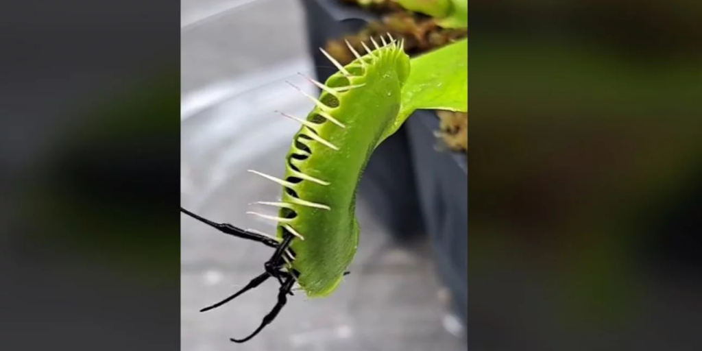 Αυστραλία: Αράχνη «μαύρη χήρα» πιάστηκε στον «ιστό» σαρκοφάγου φυτού (βίντεο)