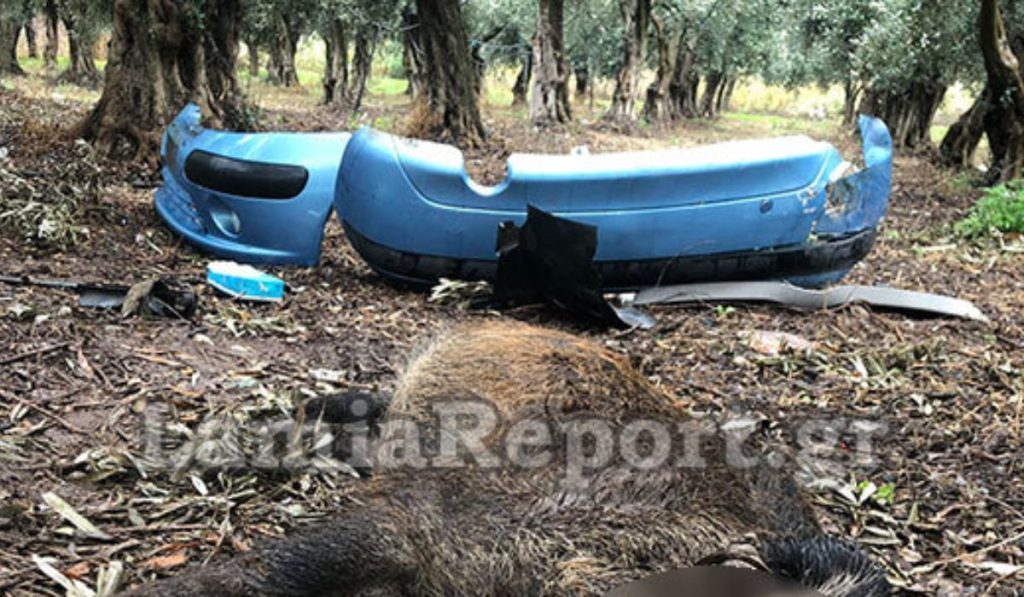 Αυτοκίνητο στη Φθιώτιδα συγκρούστηκε με κοπάδι αγριογούρουνων