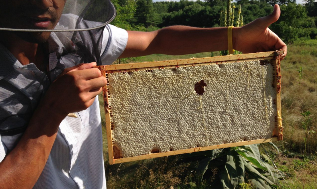 «Καμπανάκι» από μελισσοκόμους: «Δεν πήραμε ούτε μια σταγόνα μέλι αυτή της άνοιξη – Δεν αντέχουμε άλλη μια κακή χρονιά»