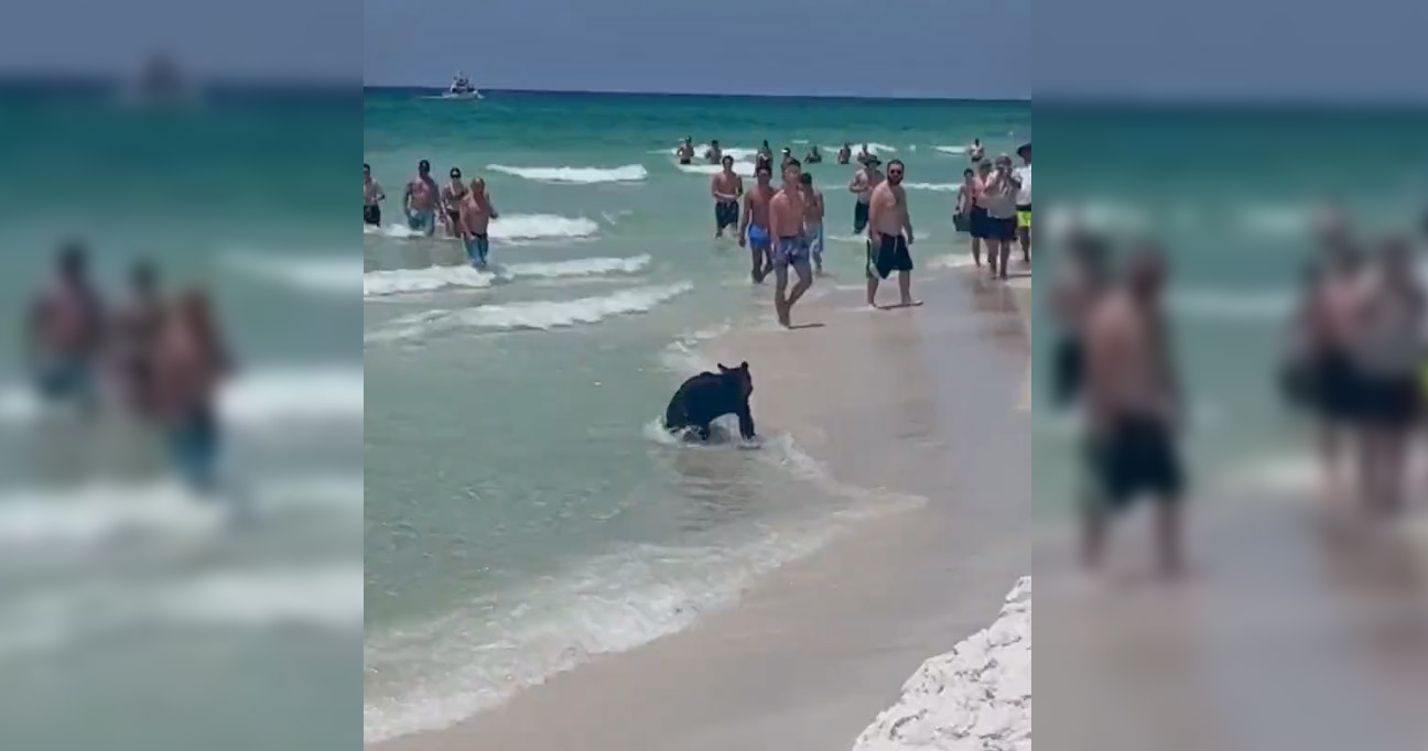 Φλόριντα: Η στιγμή που αρκούδα εθεάθη να… κολυμπάει ανάμεσα σε λουόμενους (βίντεο)