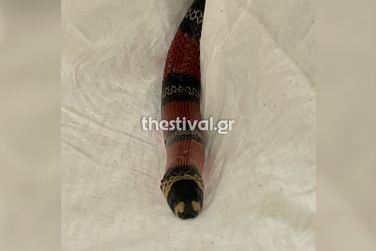 Θεσσαλονίκη: Φίδι προκάλεσε πανικό μέσα στο ΚΤΕΛ Φλώρινας – Πώς βρέθηκε στο λεωφορείο; (φώτο)