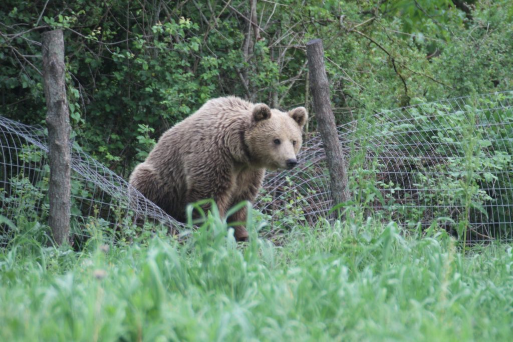Τρίκαλα: Αρκούδα έκανε αμέριμνη τη βόλτα της στα στενά χωριού (βίντεο)