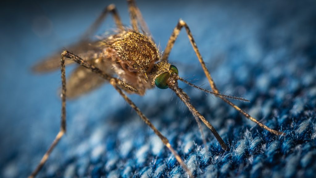 Δεν πάει το μυαλό σας: Αυτοί είναι οι δυο λόγοι που σας τσιμπάνε τα κουνούπια