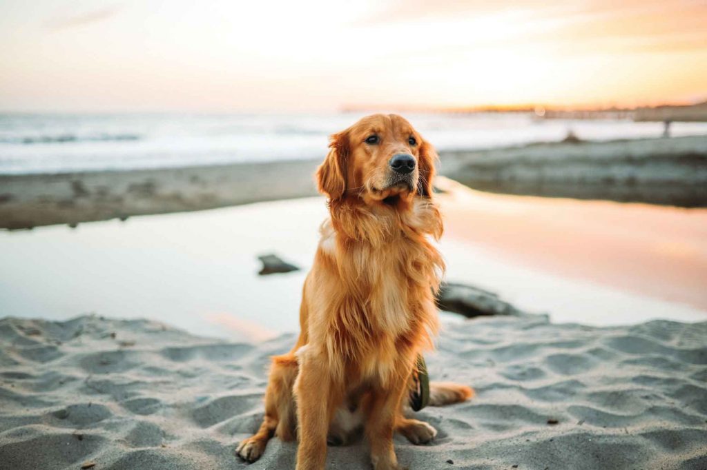 Σκύλος στη θάλασσα: Τι ορίζει ο νόμος για την παρουσία τους στην παραλία;