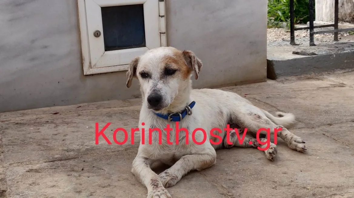Κορινθία: Πιστός σκύλος κοιμάται στον τάφο του ανθρώπου που τον μεγάλωσε (βίντεο)
