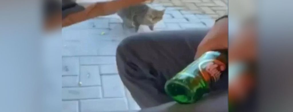 Θάσος: Kινητοποιήθηκε η Εισαγγελία κατά του «νταή» που χτύπησε γάτα με μπουκάλι