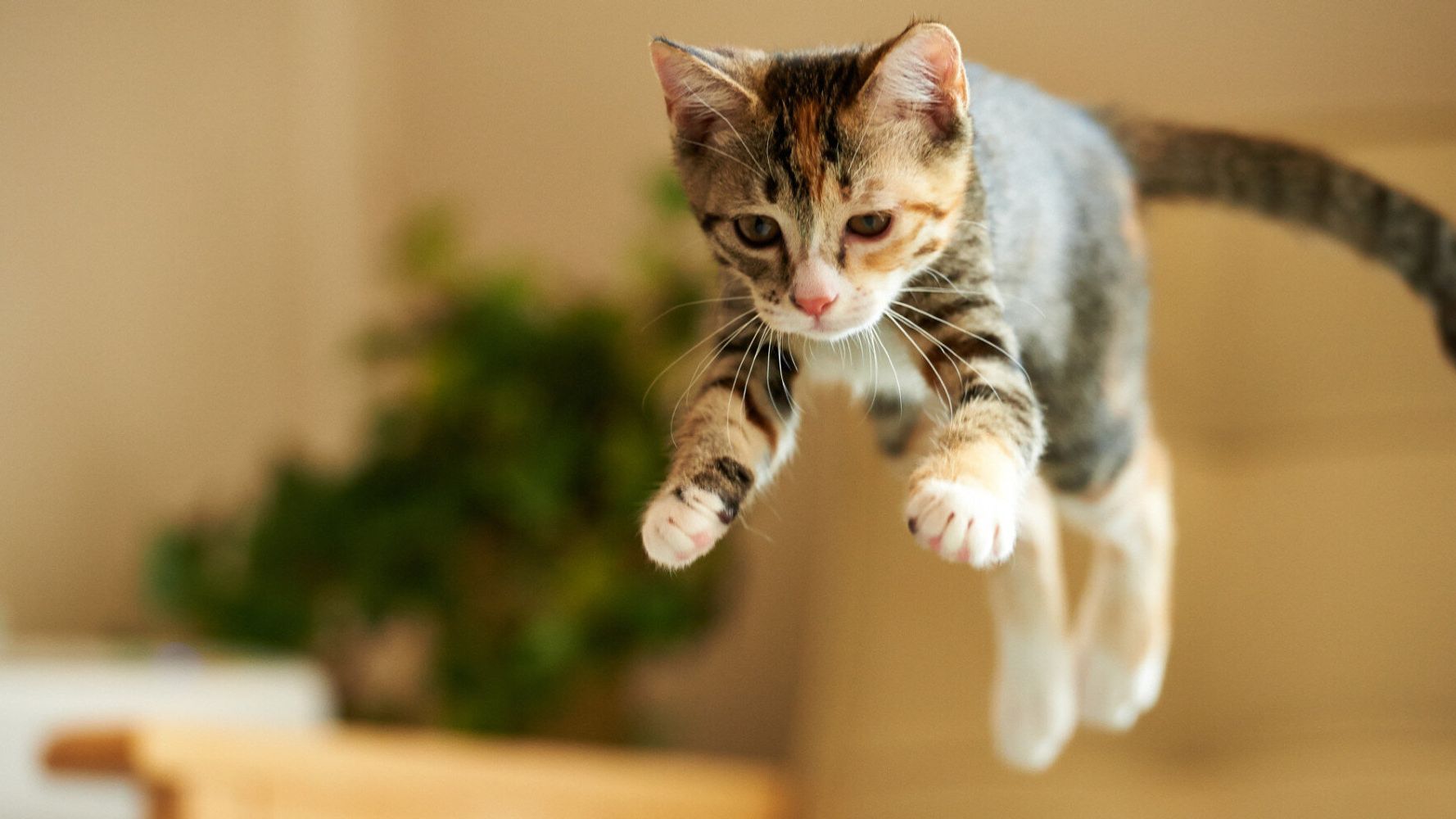 Ελεύθερος με περιοριστικό όρο ο ηλικιωμένος που πυροβόλησε γάτα με αεροβόλο στη Θεσσαλονίκη