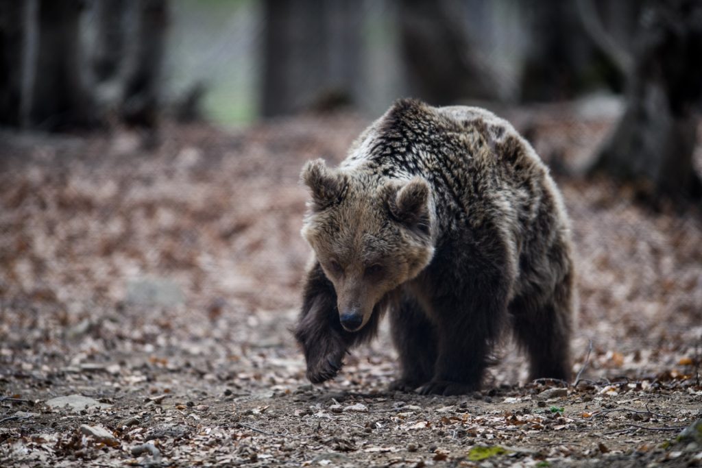 Καστοριά: Αρκούδα κάνει… βόλτα κάθε βράδυ έξω από σπίτια αναζητώντας τροφή (βίντεο)