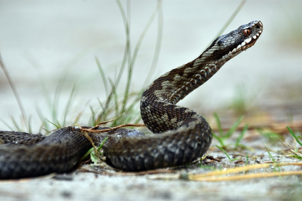 Γέμισε φίδια η Αμαλιάδα: Άνδρας πήγε να απλώσει ρούχα και βρήκε μια… οχιά στο σχοινί (φώτο)