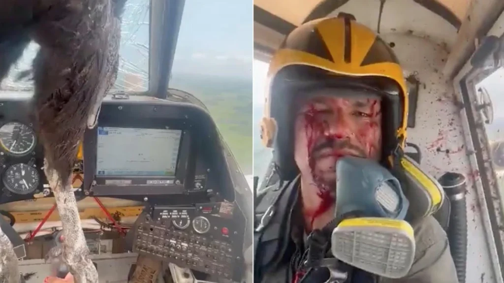 Τρόμος για πιλότο στο Εκουαδόρ: Τεράστιο πουλί προσέκρουσε σε αεροσκάφος του – Γέμισε με αίματα