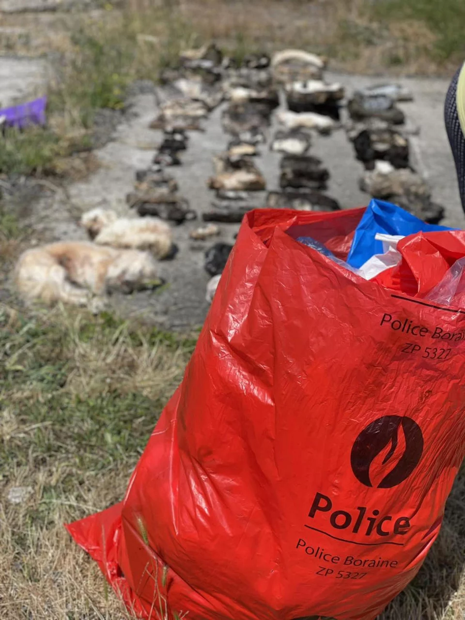 Φρίκη στο Βέλγιο: 75 γάτες και 3 σκύλοι βρέθηκαν σε καταψύκτες μέσα σε ένα σπίτι στο Μονς