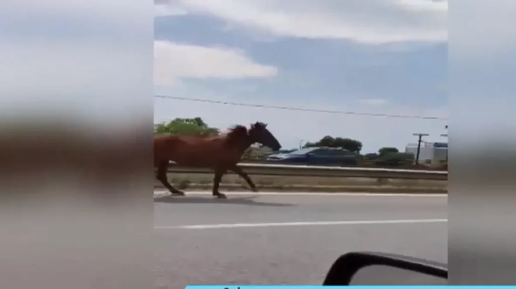 Άλογα βγήκαν στους δρόμους των Νέων Μουδανιών Χαλκιδικής – Έτρεχαν μαζί με τα αυτοκίνητα