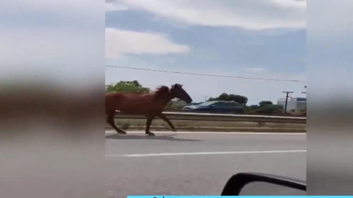 Άλογα βγήκαν στους δρόμους των Νέων Μουδανιών Χαλκιδικής – Έτρεχαν μαζί με τα αυτοκίνητα