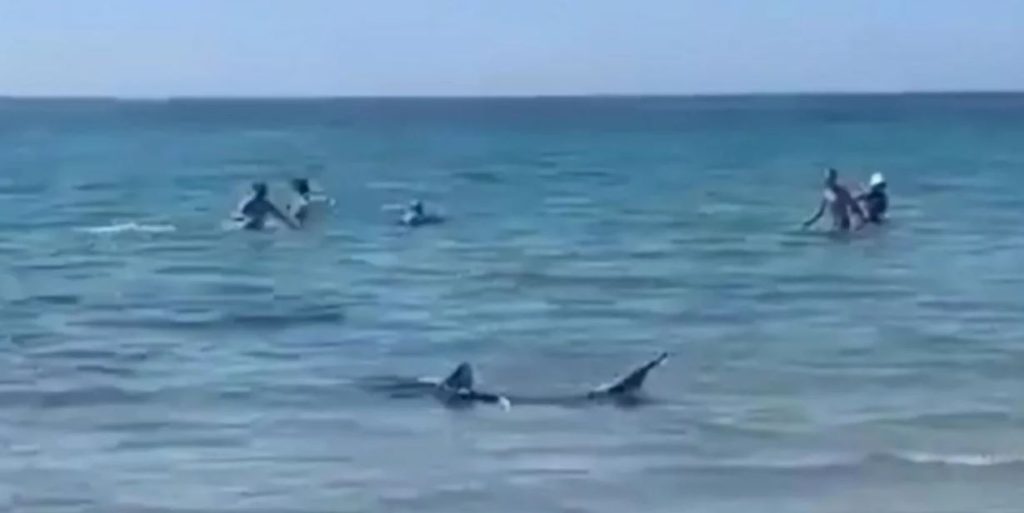 Ισπανία: Τρόμος σε παραλία από καρχαρία στα ρηχά – Πανικόβλητοι λουόμενοι τρέχουν να σωθούν (βίντεο)