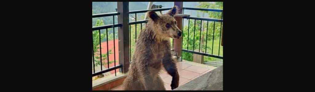 Πίνδος: Μικρή αρκούδα βρέθηκε σε μπαλκόνι σπιτιού – «Λυπηρό να καταντά φωτογραφική ατραξιόν»