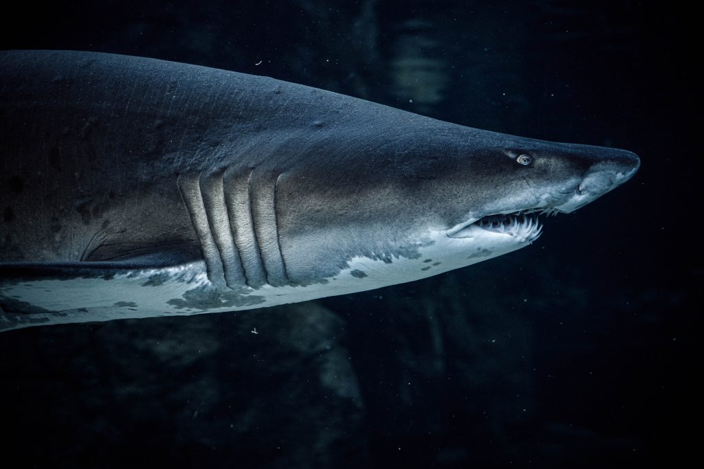 Συνεργείο του Netflix δέχτηκε επίθεση από καρχαρίες ενώ γύριζε ντοκιμαντέρ