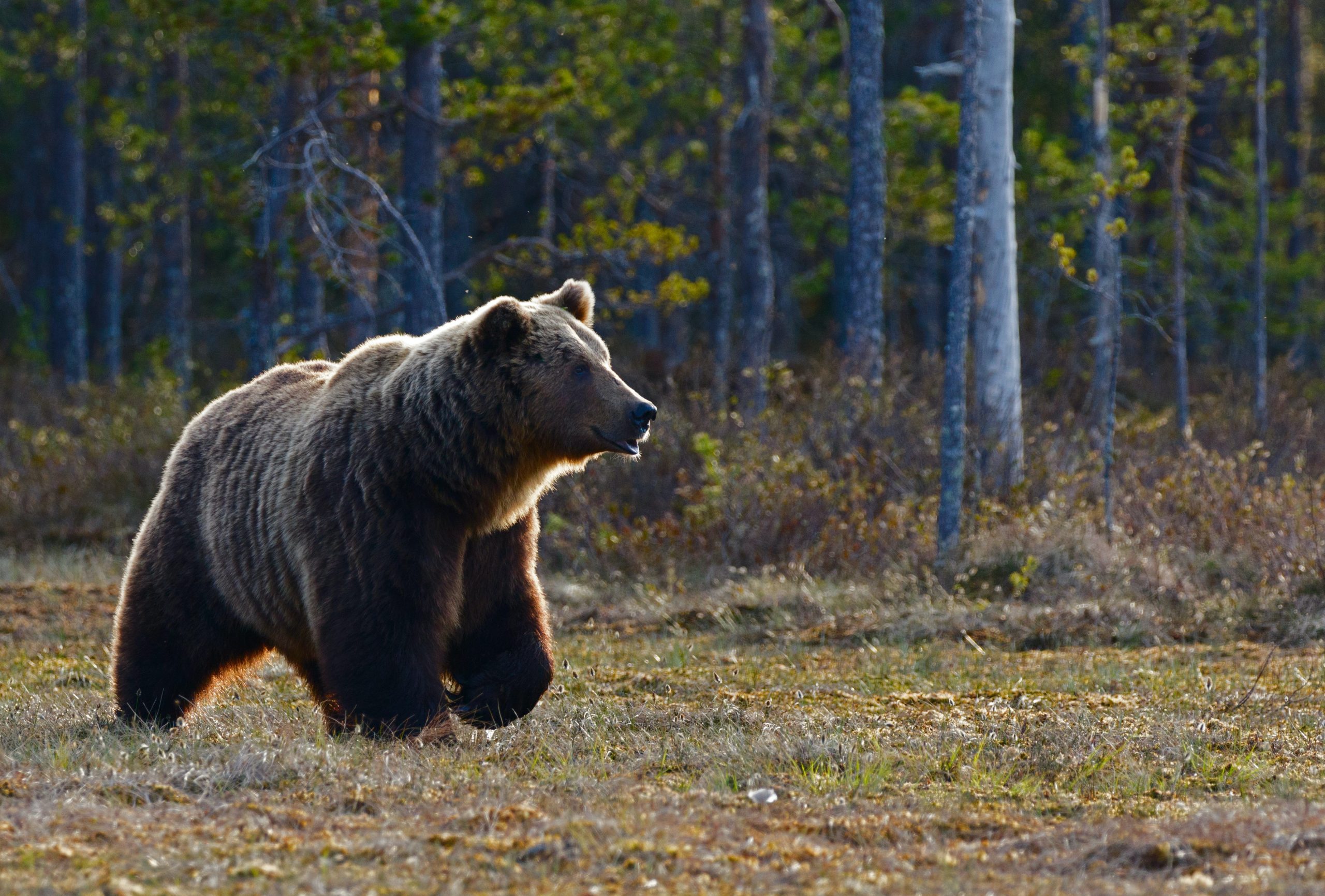ΗΠΑ: Αρκούδα εισέβαλε σε σπίτι και καταβρόχθισε… μπριζόλες (βίντεο)