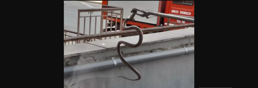 Φίδι προκάλεσε πανικό σε κατάστημα στη Λάρισα (φωτο)