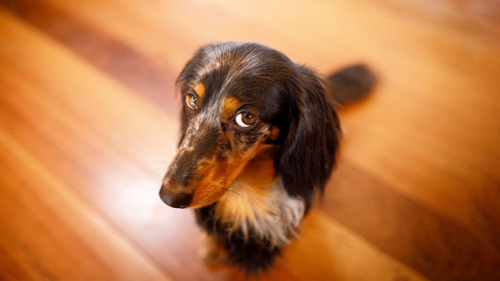 Δείτε ποια είναι τα 9 πράγματα που… ενοχλούν τον σκύλο σας