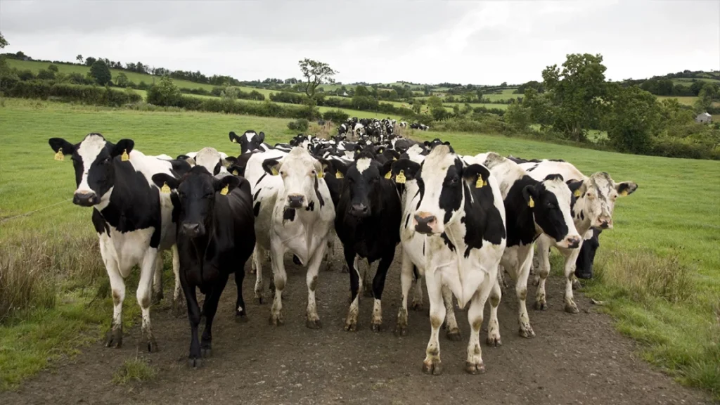 Ιρλανδία: Η κυβέρνηση θέλει να θανατώσει 200.000 αγελάδες για να επιτευχθούν οι κλιματικοί στόχοι