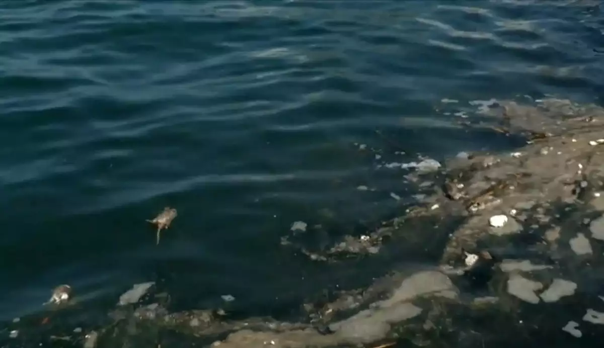 Θεσσαλονίκη: Γέμισε νεκρά ποντίκια ο Θερμαϊκός – Ανατριχιαστικό θέαμα