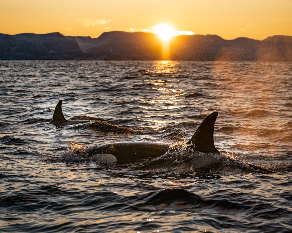 Σκωτία: Νέα επίθεση φάλαινας όρκα σε σκάφος – Συνεχίζονται τα μυστηριώδη επεισόδια
