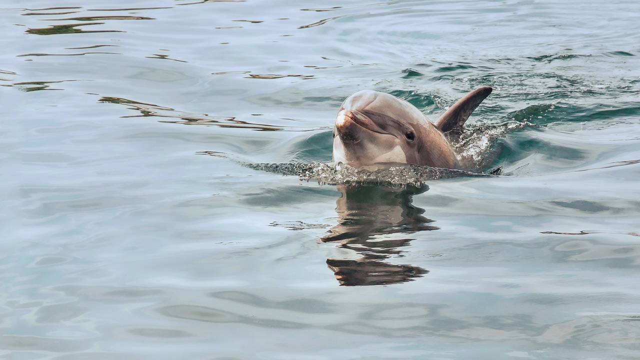 Ινστιτούτο «Αρχιπέλαγος»: Τουρκικά αλιευτικά σκάφη σκοτώνουν τα δελφίνια του Αιγαίου
