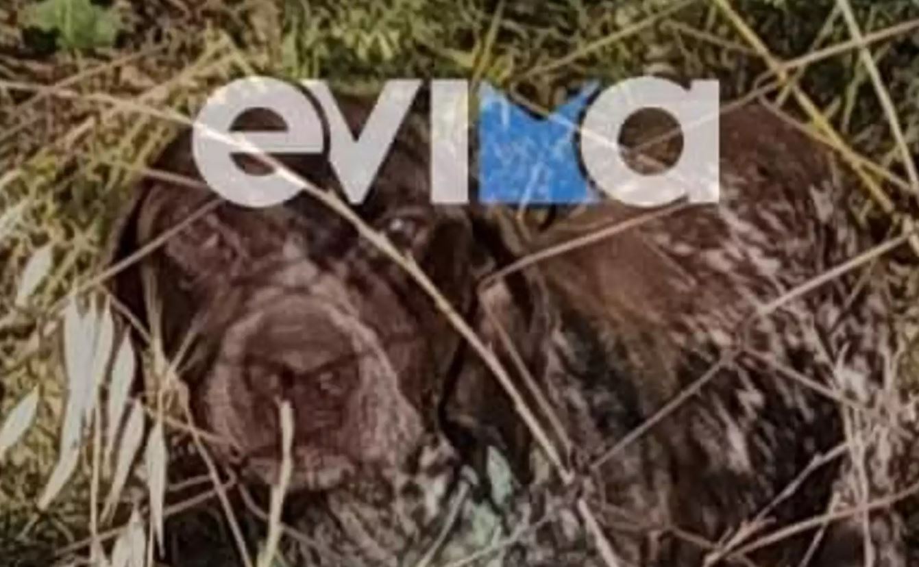 Σοβαρό περιστατικό κακοποίησης σκύλου στην Εύβοια: Τον έδεσαν και τον παράτησαν σε ξερόχορτα