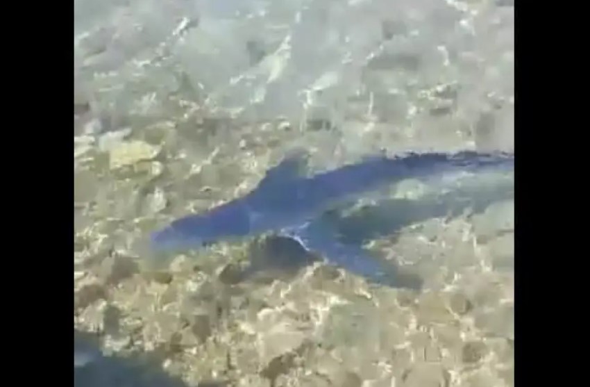 Καρχαρίας «κόβει» βόλτες έξω από το λιμάνι της Ζακύνθου (βίντεο)