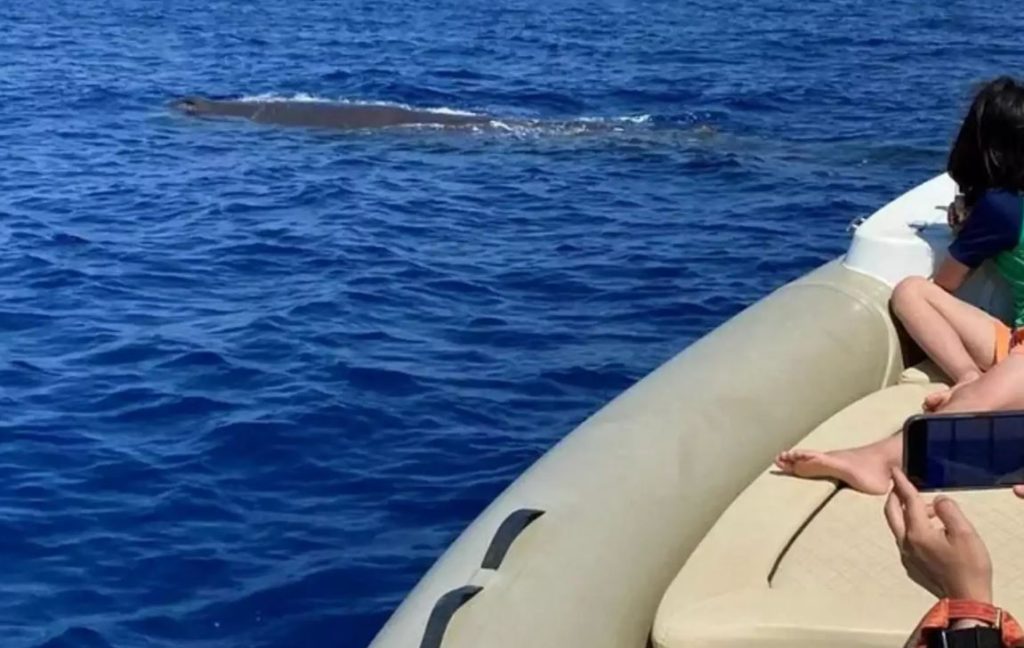Χανιά: Φάλαινα «κόβει» βόλτες δίπλα σε φουσκωτό σκάφος (εικόνες)