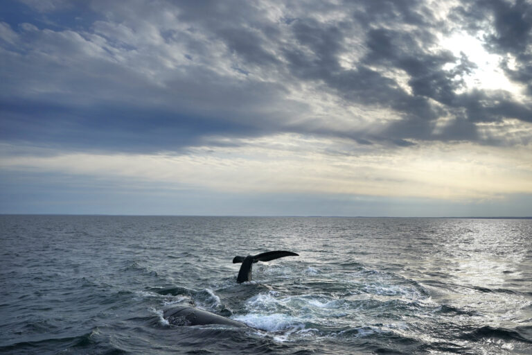 ΗΠΑ: Τοξικά φύκια σκοτώνουν φάλαινες και θαλάσσια λιοντάρια – «Άνθρωποι περπατούν και συναντούν νεκρά ζώα»