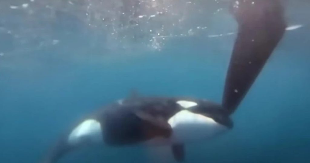 Στιγμές τρόμου για μέλη πληρώματος στο Γιβραλτάρ: Δέχθηκαν επίθεση από φάλαινες όρκα