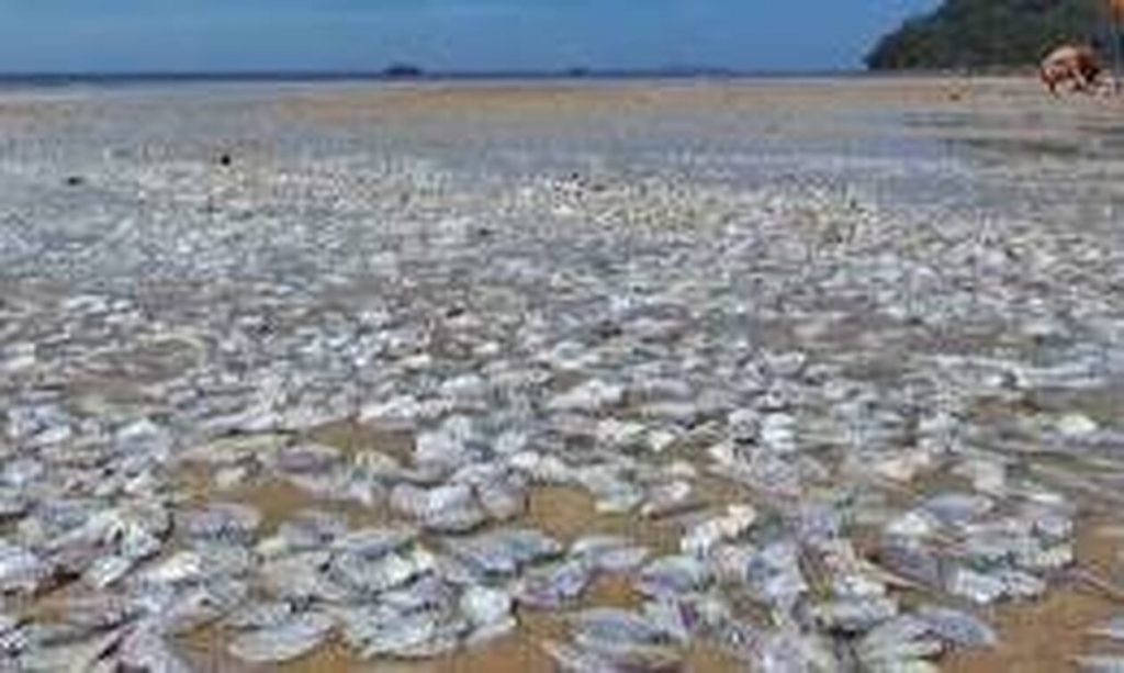 Χιλιάδες νεκρά ψάρια ξεβράστηκαν σε παραλία της Ταϊλάνδης