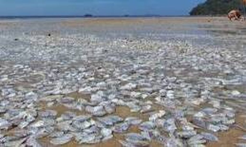 Χιλιάδες νεκρά ψάρια ξεβράστηκαν σε παραλία της Ταϊλάνδης