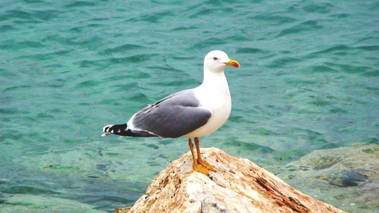 Μοναδική στιγμή: Γλάρος καταπίνει ζωντανό σκίουρο (βίντεο)
