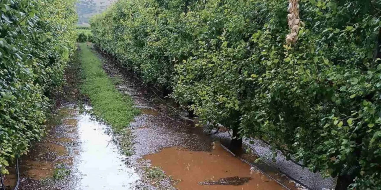 Σφοδρή χαλαζόπτωση στη Θεσσαλία – Ζημιές σε καλλιέργειες (φώτο)