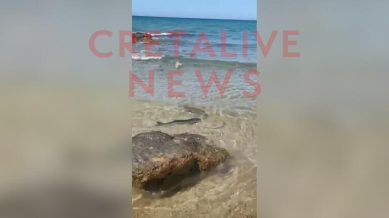 Κρήτη: Λουόμενοι στο Ηράκλειο βρέθηκαν να… κολυμπούν δίπλα σε έναν μικρό καρχαρία (βίντεο)