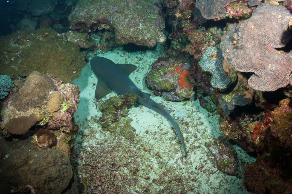 Κρήτη: Βίντεο με μικρό καρχαρία να «κόβει βόλτες» στα ρηχά