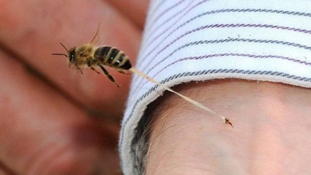 Δείτε τι συμβαίνει όταν μας τσιμπάει μέλισσα – «Οι λεπίδες τραβούν προς τα κάτω τη σάρκα» (βίντεο)