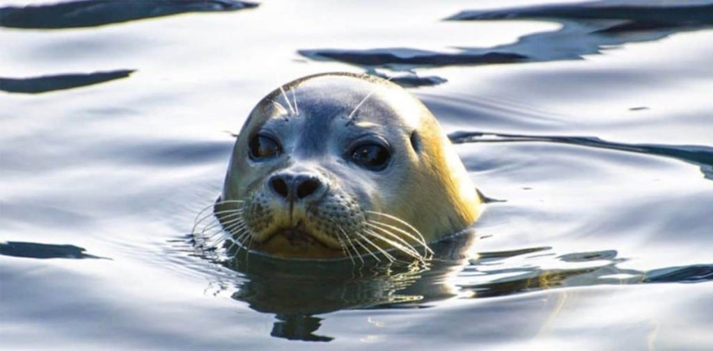 Αλόννησος: Η στιγμή που μωρό φώκια παίζει με κολυμβητή και τον αγκαλιάζει (βίντεο)
